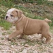 English Bulldog - male BROWN SUGAR 5